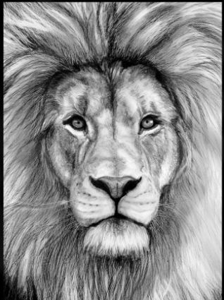 Face Pencil Drawing, Lion Face Drawing, Elephant Sketch, Realistic Animal Drawings, Lion Sketch, Drawing Eye, Pencil Drawings Of Animals, Lion Drawing, 강아지 그림