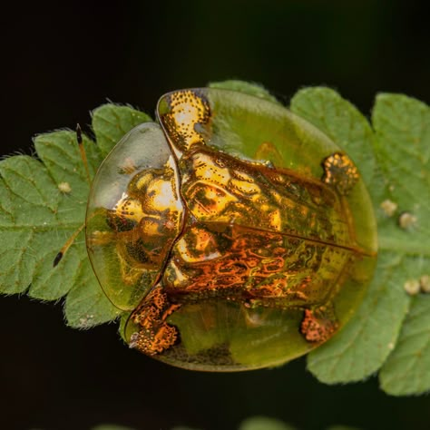 Imperial Tortoise Beetle, Golden Tortoise Beetle, Golden Beetle, Tortoise Beetle, Flea Beetles, Beetle Art, Cool Insects, Cool Bugs, Stag Beetle