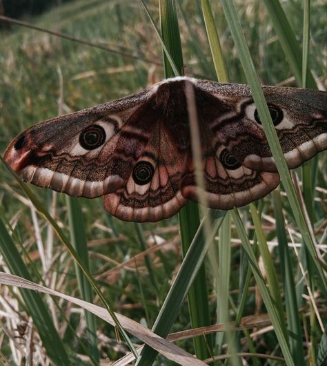 Moth Art Wallpaper, Brown Moth Aesthetic, Giant Moths, Moth Pfp, Insect Aesthetic, Moths Aesthetic, Moth Aesthetic, Moth Wallpaper, Giant Moth