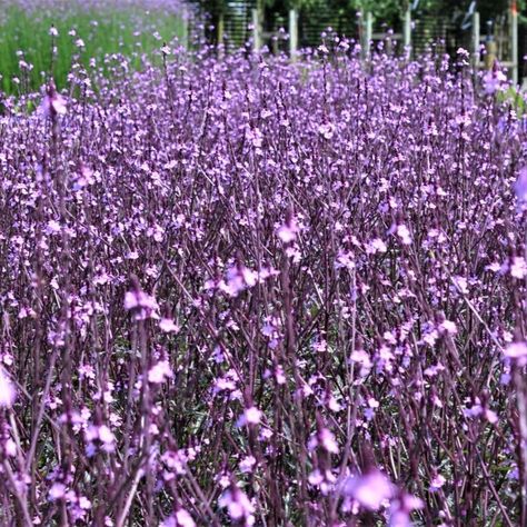 Another Verbena, this one's called Verbena officinalis var. grandiflora 'Bampton', and we realise that it's sometimes difficult to appreciate just how tiny some of these blooms are, so we thought we'd give you a hand. Cool Plants, Garden Plants, Plants