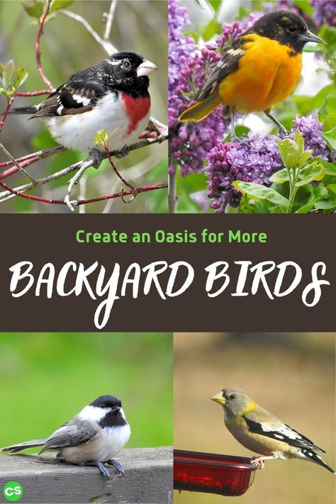 There are things you can easily do to turn your backyard into an inviting oasis for your feathered friends. Invite more backyard birds with these tips! #backyardbirds #featheredfriends #attractingbirds #birds Landscaping For Birds And Butterflies, Bird Ideas, Backyard Birds Sanctuary, Squirrel Feeders, Bird Sanctuary, What Is A Bird, Pollinator Garden, How To Attract Birds, Rare Birds