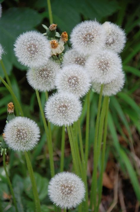 Dandelion, Blossom, Bloom, Pointed Flower Dandelion Wallpaper, Dandelion Art, Dandelion Wish, Dandelion Seed, Seni 3d, Dandelion Flower, Airbrush Art, Small Flowers, Flower Wallpaper