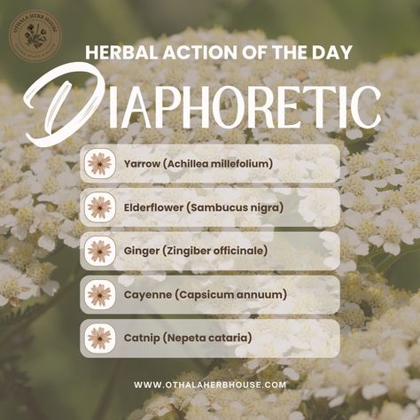 Diaphoretic herbs stimulate the sweat glands, encouraging perspiration to cool the body and expel waste products. These herbs can be particularly useful in situations such as: 🌿 Managing Fevers: Herbs like yarrow and elderflower help reduce fever by promoting sweating and cooling the body. 🌿 Detoxification: Herbs such as peppermint and ginger support the body’s natural detox processes by increasing perspiration and eliminating toxins through the skin. 🌿 Relieving Congestion: Diaphoretic he... Expectorant Herbs, Medicinal Gardening, Herb Information, Reduce Fever, Homemade Medicine, Medicinal Herbs Garden, Body Detoxification, Capsicum Annuum, Achillea Millefolium