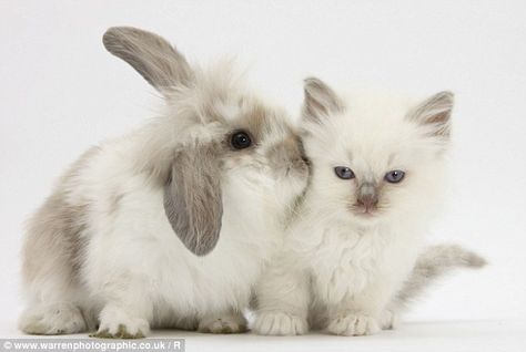 Kitten Photos, Ragdoll Kitten, Animals Friendship, White Kittens, Kittens Funny, Animal Companions, Animal Friends, Baby Bunnies, Happy Cat