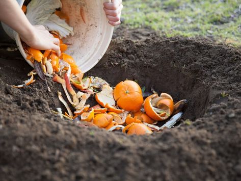 Underground Compost Methods And Tips Orange Peels Uses, Composting Methods, Chicken Eating, Natural Fertilizer, Fruit Peel, Garden Compost, Fertilizer For Plants, Plant Diseases, Sandy Soil