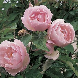 Fast Growing Shrubs, Heritage Rose, Fine Gardening, Growing Roses, Old Rose, English Roses, Fragrant Flowers, Antique Roses, Rose Painting