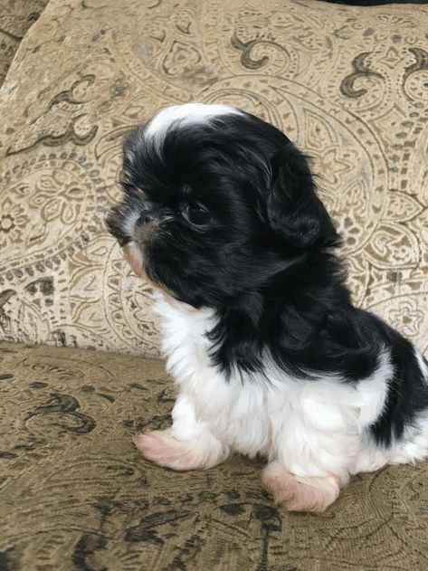 Cute Shih Tzu Puppies, Amy Harvey, Teacup Puppy Breeds, Shih Tzu For Sale, Teacup Shih Tzu, Black Shih Tzu, Imperial Shih Tzu, Dogs Tattoo, Mary Cooper