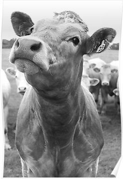 Inquisitive Cow Poster Cow Posters Aesthetic, Cow Poster, Cow Nose, Cow Photos, Farm Pictures, Cow Decor, Western Artwork, Cow Pictures, Funny New