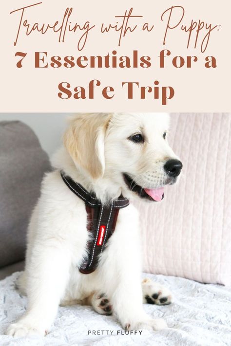 Travelling with a Puppy: 7 Essentials for a Safe Trip. Find puppy travel tips & more at prettyfluffy.com. Traveling With Puppy Road Trips, Puppy Travel Bag Packing Lists, Puppy Travel Essentials, Puppy Essentials Products, Berry Ideas, Puppy Essentials, Puppy Bag, Safe Trip, Colorful Hairstyles