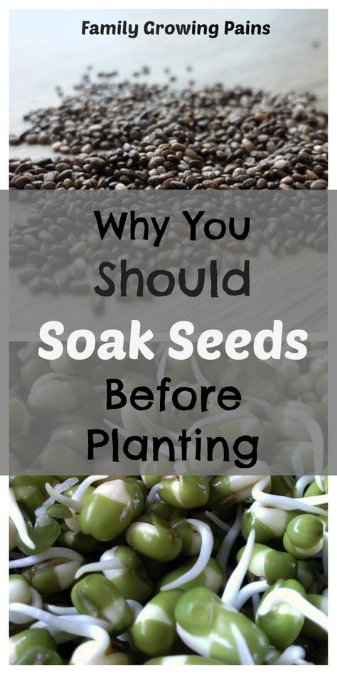 Is Soaking Seeds Necessary? » Family Growing Pains #containergardening #gardeningtips #bucketgardening #gardeninghacks #garden #gardening #gardenideas #gardeningtips #patiogarden #patiogardenideas #backyard #backyardgarden #backyardgardeningideas #flowergardening #fruitgarden Soak Seeds Before Planting, Soaking Seeds Before Planting, Cloud Fashion, Furniture Png, Architecture Journal, Png Girl, Growing Pains, Garden Veggies, Veg Garden