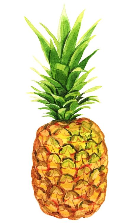 Melinda Josie, Pencil Color Drawing, Object Painting, Watercolour Food, Pineapple Drawing, Recipe Book Ideas, Sketchbook Idea, Paint Recipe, Watercolor Food