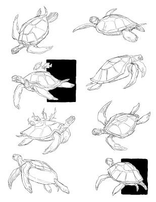 Martin Wittig Turtle Anatomy Sketch, Penyu Drawing, Turtle Drawing Reference, Turtle Anatomy Drawing, Sea Turtles Drawing, Sea Turtle Sketch, Turtle Sketch, Turtle Tattoos, Some Drawings