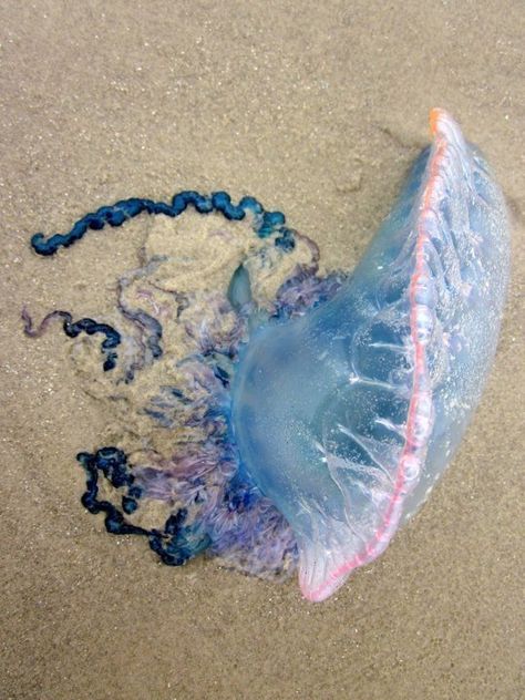 Portuguese Man of War - Dangerous Tentacles - Texas Coast. This Portuguese Man O' War washed up on the beach at Port Aransas Texas - Portuguese Man of War can sting even after they are dead! #texas #jellyfish #beachcombing Jellyfish On Beach, South Padre Island Beach, Port Aransas Texas, Texas Coast, South Padre Island, Amazing Nature Photos, Blue Bottle, Beach Combing, Beautiful Waterfalls