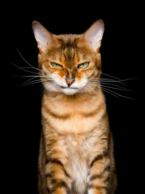 Photographer Captures the Many Humorous Expressions of Cats | PetaPixel Cat Expressions, Cat Reference, Cat Pose, Airbrush Art, Cat Photography, Cute Kittens, Cat Wallpaper, Warrior Cats, Cat Face