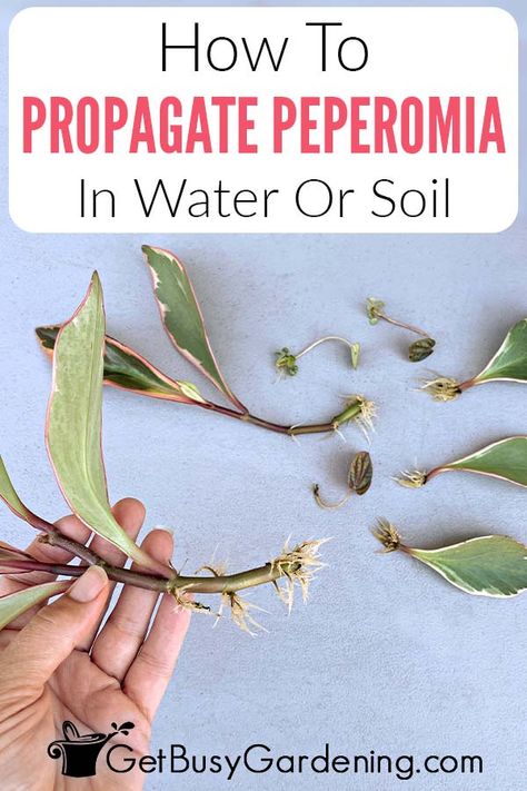 Whether you have the peperomia watermelon, hope, obtusifolia, or any of the other many varieties, it’s easy to multiply them right at home. Even a beginner can master peperomia propagation with my easy guide and the tips I’ve shared. Get step by step instructions on propagating peperomia in water and soil, and how to use both single leaves and stem cuttings. You’ll know what supplies you need to get started, how long it may take, and get tips on transitioning them into pots when you�’re done. Propagating Peperomia, Peperomia Propagation, Propagate Peperomia, Peperomia Watermelon, Propagate Rosemary, Peperomia Plant, Hand Trowel, Plant Propagation, Rubber Plant