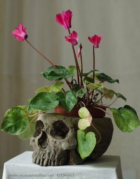 Waterproof Plaster, Skull Planter, Goth Garden, Study Book, Plaster Of Paris, Art Study, Human Skull, House Plants Decor, Decor Aesthetic