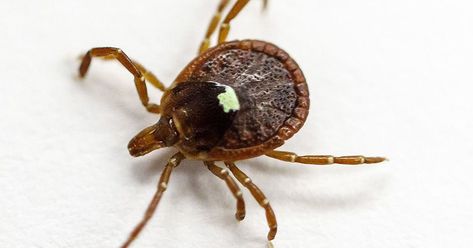 Alpha-gal syndrome: Signs, symptoms, and treatments on the meat allergy passed by ticks Tick Bite, Eat Beef, How To Protect Yourself, Food Source, Red Meat, Lone Star, Ticks, Spiders, Health Problems