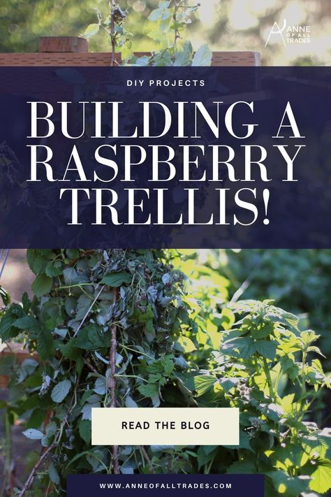 Raspberry Fence Ideas, Rasberry Trellis Diy, Berry Garden Layout Design, Raspberry Support Ideas, Raspberry Trellis Ideas, Rasberry Trellis, Compost Tea Brewer, Raspberry Trellis, Raspberry Plants