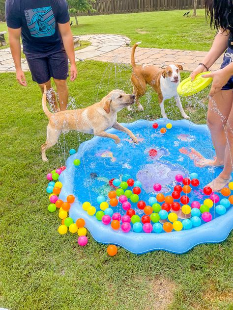 Dog Pool Area, Dog Birthday Party Activities, Dog Activity, Dogs Activities, Outside Dog Toys, Games For Dogs, Outdoor Dog Activities, Activities With Dogs, Dog Obstacle Course Diy