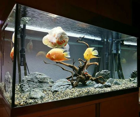 Aquarium Setup Ideas, Aquarium Design Ideas, Cichlid Aquarium, Fish Aquarium Decorations, Oscar Fish, Fish Tank Terrarium, Goldfish Tank, Fish Tank Design, Aquarium Terrarium