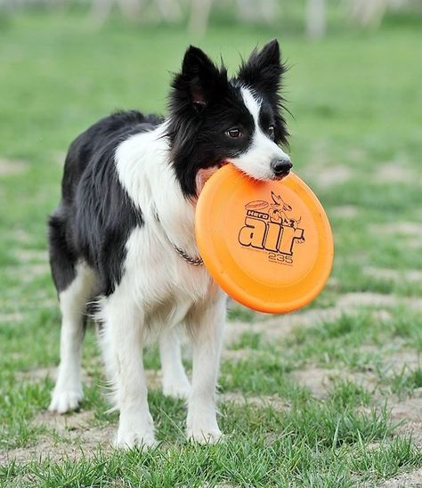 http://ja.aliexpress.com/item/Dog-Frisbee-Hero-Disc-215MM-No-Puncture-Disc-Full-Size-Bite-Resistant-Non-Slip-SONIC-215/510831066.html Dog Frisbee, Man And Dog, Dog Beach, Pet Fashion, Collie Dog, Sporting Dogs, Cat Paws, Border Collie, Pet Care