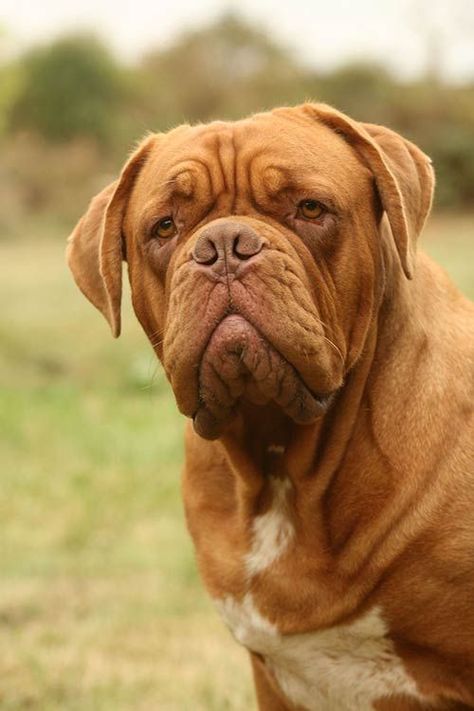 9 Breeds Of Dogs That Were Bred In France | PetPress Dog Breeds, Dogs, Bordeaux