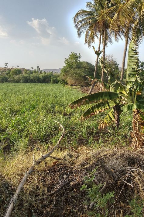 The Indian Farm Random click, awesome weather, sugarcane and coconut mixed farming, Maharashtra India. #beautyOfNature #india #farm #farmersLand Maharashtra Aesthetic, Indian Farming, Province Life, Orange Farm, Indian States, Photography Mobile, Resort Luxury, Luxury Exterior, 11th Grade