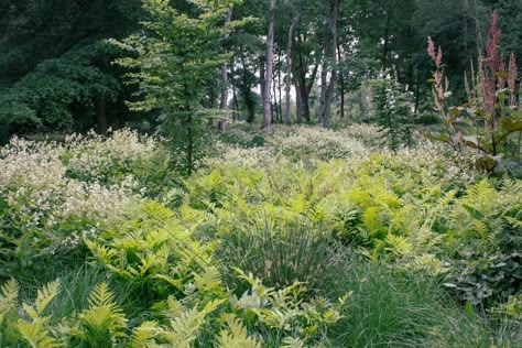 Sensitive Fern, Nigel Dunnett, House Landscape Design, Chao Garden, Shade Gardens, Architecture Sketchbook, Planting Plan, Planting Design, Grasses Garden