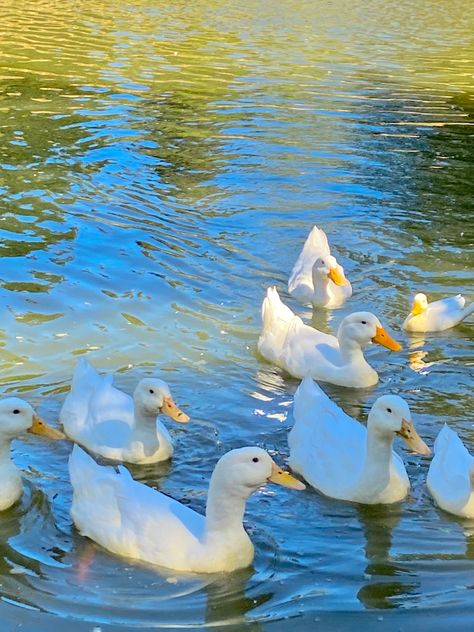 8 white ducks swimming in a pond Duck Photography Cute, Duck Photoshoot, Duck Boots Outfit Winter, Nails Acrylic Duck, Duck Boots Outfit Fall, Pfp Duck, Ducks Photography, Ducks In Water, Duck On Water