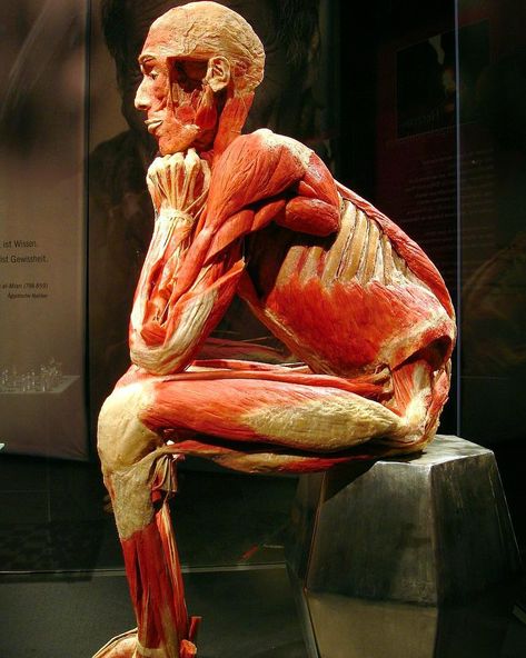 There are times, you just have to sit quiet, so that the only process going on is your imagination. Evaluate, redefine, and set your goals,… Human Body Exhibit, Gunther Von Hagens, Bodies Exhibit, Man Anatomy, Anatomy Studies, Anatomy Sculpture, Anatomy Models, Muscle Anatomy, Real Bodies