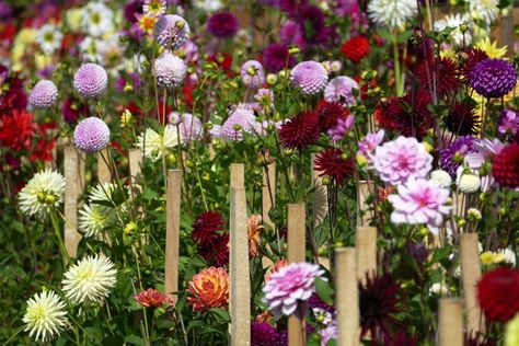 Dahlia Staking Ideas, Staking Dahlias, How To Grow Dahlias, Grow Dahlias, Dahlia Garden, Bamboo Stakes, One Mistake, Dahlia Tubers, Growing Dahlias