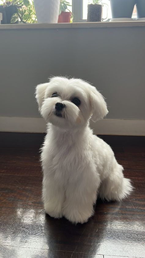 Malshi Puppies Full Grown, Small Dog Haircuts Style, Maltipoo Puppy White, Maltese Haircut Teddy Bear, Maltipoo Puppy Haircuts, White Maltipoo, Maltese Dogs Grooming, Maltese Puppy Cut, Maltese Haircuts