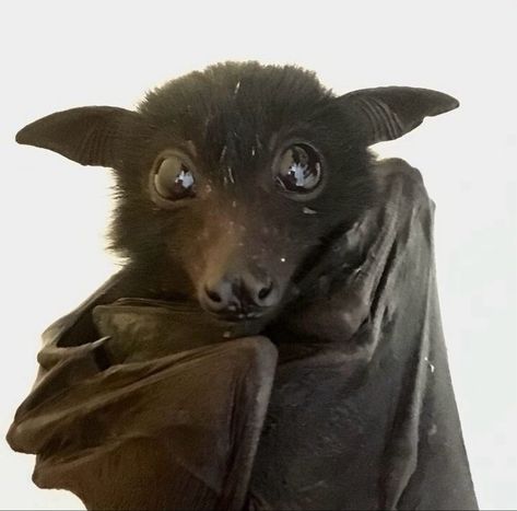 Bat Cute, Fox Bat, Bat Animal, Flying Fox, Fruit Bat, Baby Bats, Cute Reptiles, Creepy Tattoos, Cute Bat