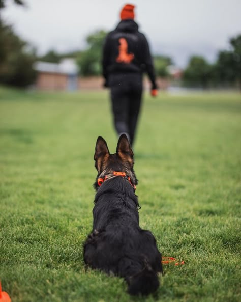 Trained Dog Aesthetic, Dog Training Pictures, Working With Dogs Aesthetic, Working Dog Aesthetic, Igp Dog, Dog Show Aesthetic, Dog Trainer Branding Photoshoot, Dog Training Photography, Protection Dog Aesthetic