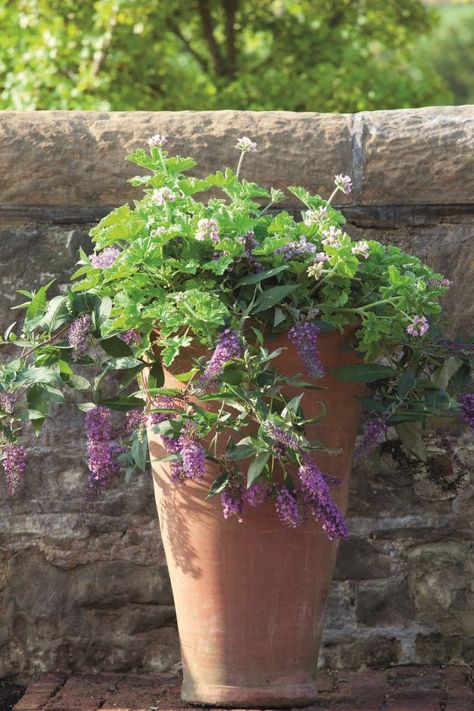 Container Gardening: Sarah Raven’s 7 Tips for Perfect Flower Pots - Gardenista Sarah Raven, Vertical Garden Wall, Blue Plants, Plant Combinations, Container Flowers, Hanging Pots, Plant Collection, Terracotta Pots, Container Plants