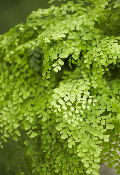 Maidenhair Fern Aesthetic, Pnw Plants, Herb Garden Pots, Avocado Plant, Grow Avocado, Maidenhair Fern, Ferns Garden, Flower Close Up, Fern Leaves