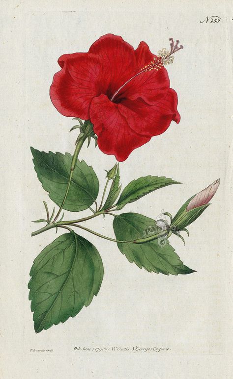 Hibiscus Rosa Sinensis. China-Rose Hibiscus. from William Curtis Botanical Magazine 1st Edition Prints Vol 1-6 1787 Hawaiian Flower Drawing, Hibiscus Flower Drawing, Organizing Tools, Illustration Art Nouveau, Hibiscus Rosa Sinensis, China Rose, Flower Stickers, Illustration Botanique, Graphics Fairy