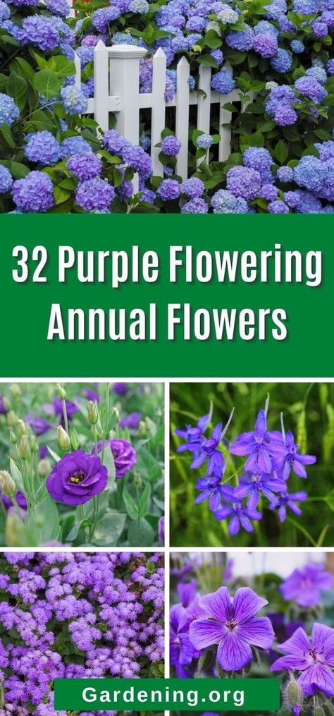 Purple Flower Plant, Purple Plants Outdoors, Purple Garden Ideas, Purple Annual Flowers, Purple Annuals, Tall Purple Flowers, Purple Flower Garden, Best Plants For Shade, Memory Garden