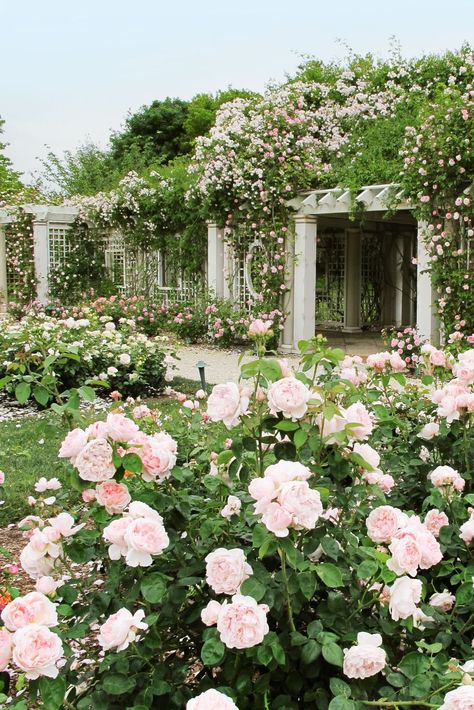 Rose Garden Landscape, Spiritual Garden, Video Garden, Garden Ideas Cheap, Backyard Privacy, Garden Shrubs, Homestead Survival, Garden Designs, Garden Trellis