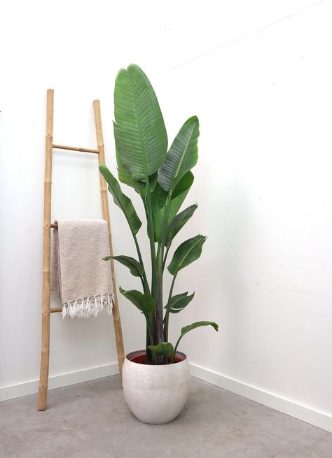 bol.com | Strelitzia Nicolai- 150cm Strelitzia Nicolai, Indoor Tree, Green Bubble, Plant List, Plant Design, Urban Jungle, Christmas Wishlist, Ladder Decor, Indoor Plants