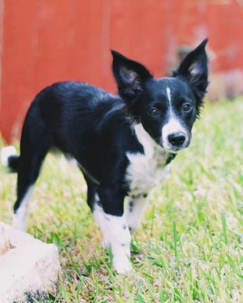 Mini Border Collie, Miniature Border Collie, Collie Breeds, Australian Shepherd Mix, Collie Puppies, Border Collie Puppies, Border Collie Dog, Poodle Mix, Border Collies