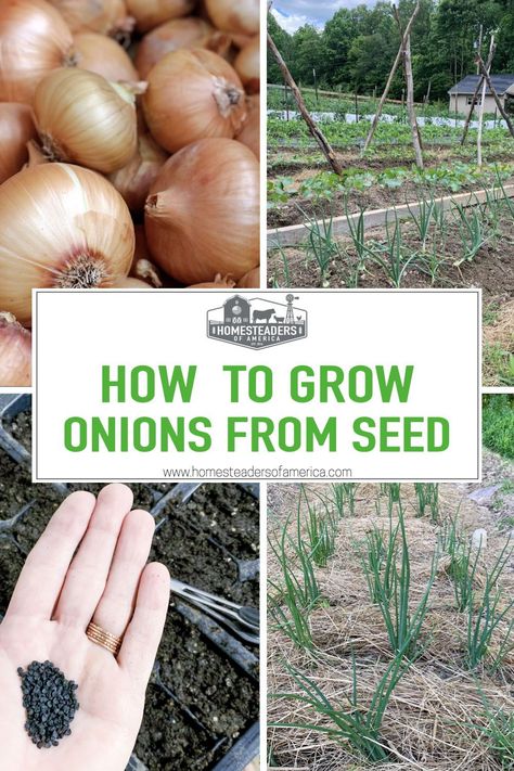 Planting Onions From Seeds, Onion Growing Tips, How To Grow Onions From Seeds, Growing Onions From Bulbs, How To Grow Onions, Onion Planting, Vegetables Activities, Garden Onions, Onion Growing