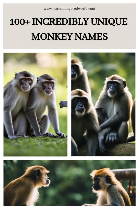 100+ Incredibly Unique Monkey Names Monkey Names, Types Of Monkeys, Capuchin Monkey, Funny Monkey, Pet Monkey, A Monkey, Monkeys Funny, Curious George, Pop Culture References