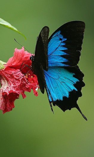 Ulysses Butterfly by Greg Miles @ Flickr Butterfly Facts For Kids, Ulysses Butterfly, Butterfly Facts, Types Of Butterflies, Butterflies Flying, Flying Insects, Beautiful Bugs, Facts For Kids, Butterfly Pictures