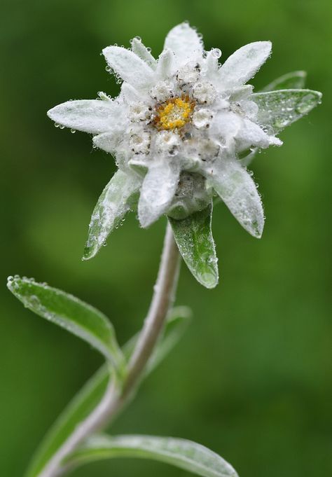 Edelweiss Flower, Rock Flowers, Alpine Plants, Garden Angels, Flower Meanings, Nature Plants, Plant Life, Plant Lover, Love Flowers