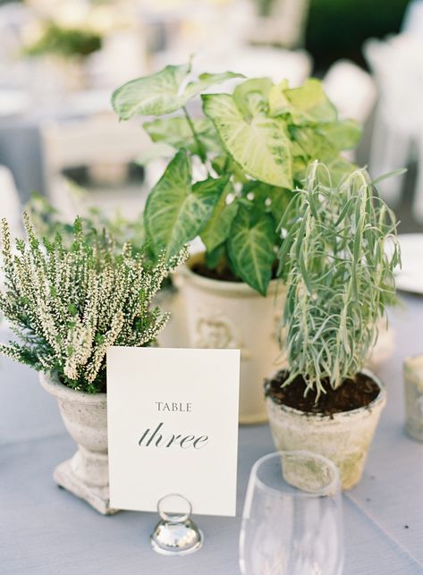 Herbs As Centerpieces Wedding, Green Plants Centerpieces, Potted Table Centerpieces, Plant Wedding Centerpieces Potted, Potted Plants For Centerpieces, Potted Plants For Wedding Decor, Herb Garden Table Centerpiece, Potted Plants As Centerpieces Wedding, Sustainable Wedding Centerpieces