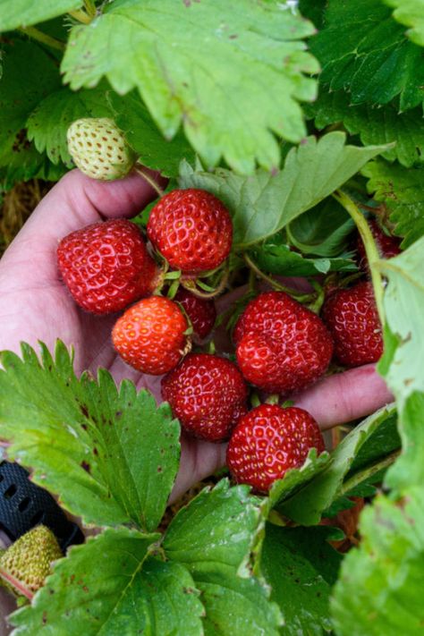 mulch. Protect Strawberry Plants, Strawberry Plant Care, Traditional Beds, Row Gardening, Types Of Strawberries, Everbearing Strawberries, Strawberry Varieties, Strawberry Plant, Plant Benefits