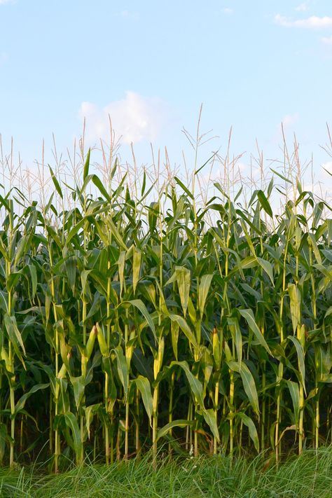 Agriculture Pictures, Haunted Corn Maze, Autumn Treats, Today Was A Good Day, Very Weird, Fall Activity, Corn Plant, Award Ceremony, Corn Maze