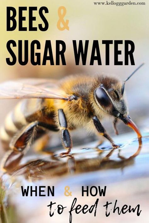 Bees & Sugar Water  Tips to help our powerful pollinators. There are times when our bee buddies need a little extra help and there are times when too much help is not a good thing.  Check out these tips to help our bees. Sugar Water For Bees, How To Help Bees, Bee Watering Station, Water For Bees, Bee Bath, Bee Feeder, Feeding Bees, Bee Food, Water Tips