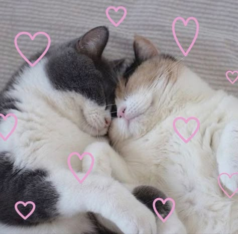 Romantic Cats, Cats Cuddling, Cats In Love, Cat Icon, Cat Person, Sylvanian Families, Silly Cats, Pretty Cats